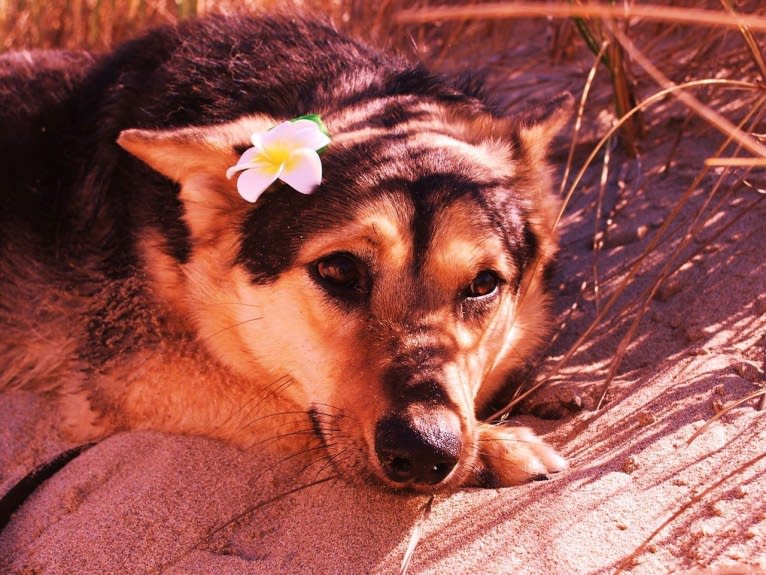 Sookie, a German Shepherd Dog and Chow Chow mix tested with EmbarkVet.com