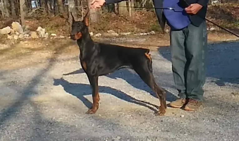 joy, a Doberman Pinscher tested with EmbarkVet.com