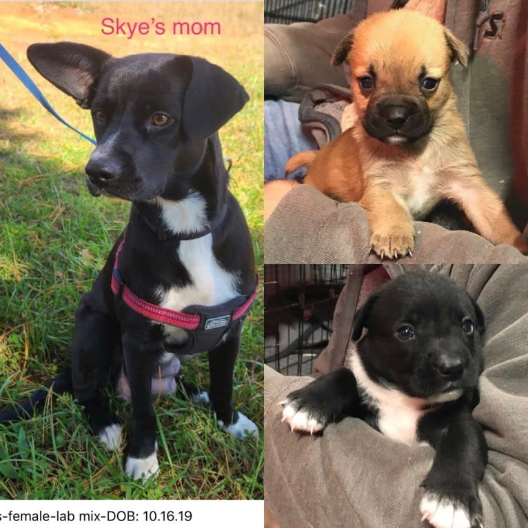 Skye, an Australian Cattle Dog and Pug mix tested with EmbarkVet.com