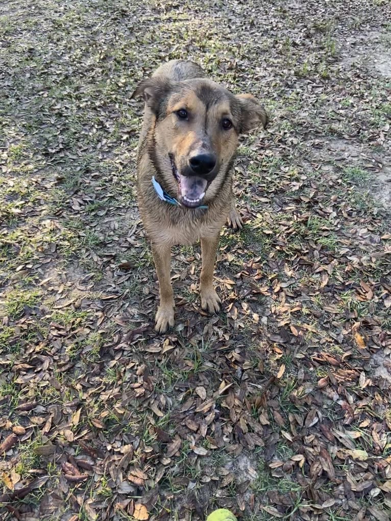 Harvey, an Australian Cattle Dog and Boxer mix tested with EmbarkVet.com