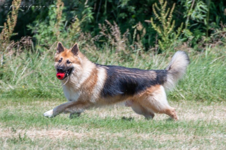 IROH, a German Shepherd Dog tested with EmbarkVet.com