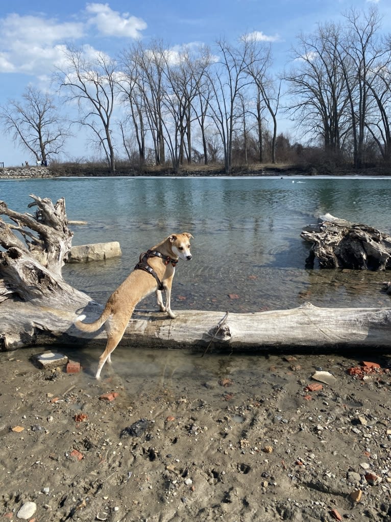 Frank, an American Pit Bull Terrier and Great Pyrenees mix tested with EmbarkVet.com