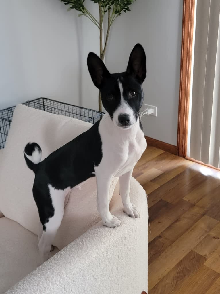 Renji, a Basenji tested with EmbarkVet.com