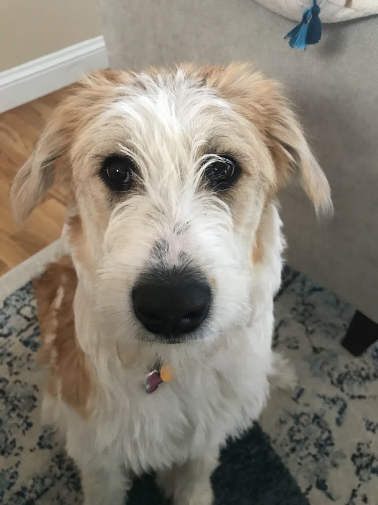 Lacy, a Great Pyrenees and Border Collie mix tested with EmbarkVet.com