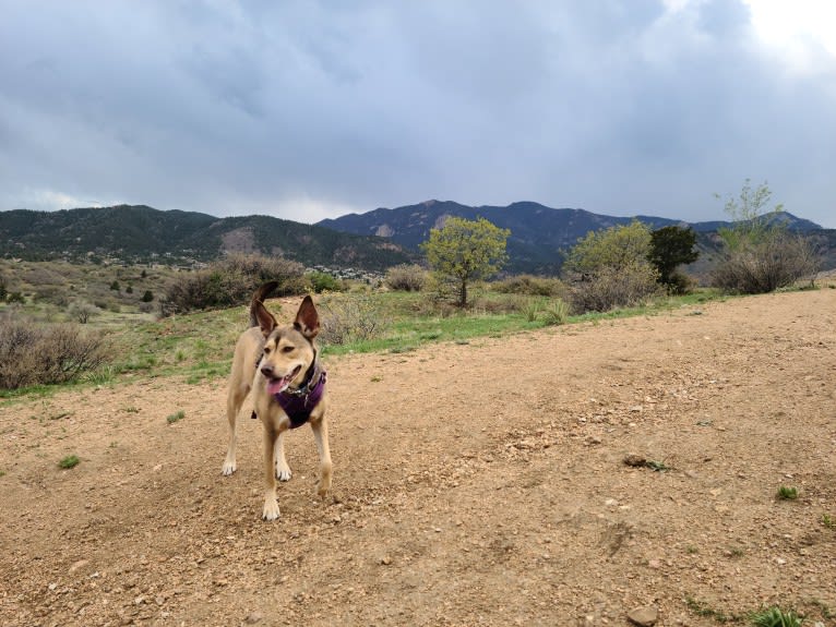 Luna Astrid, a Siberian Husky and American Pit Bull Terrier mix tested with EmbarkVet.com