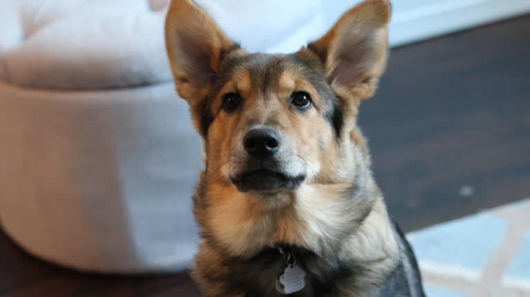 Tuukka, a Siberian Husky and German Shepherd Dog mix tested with EmbarkVet.com