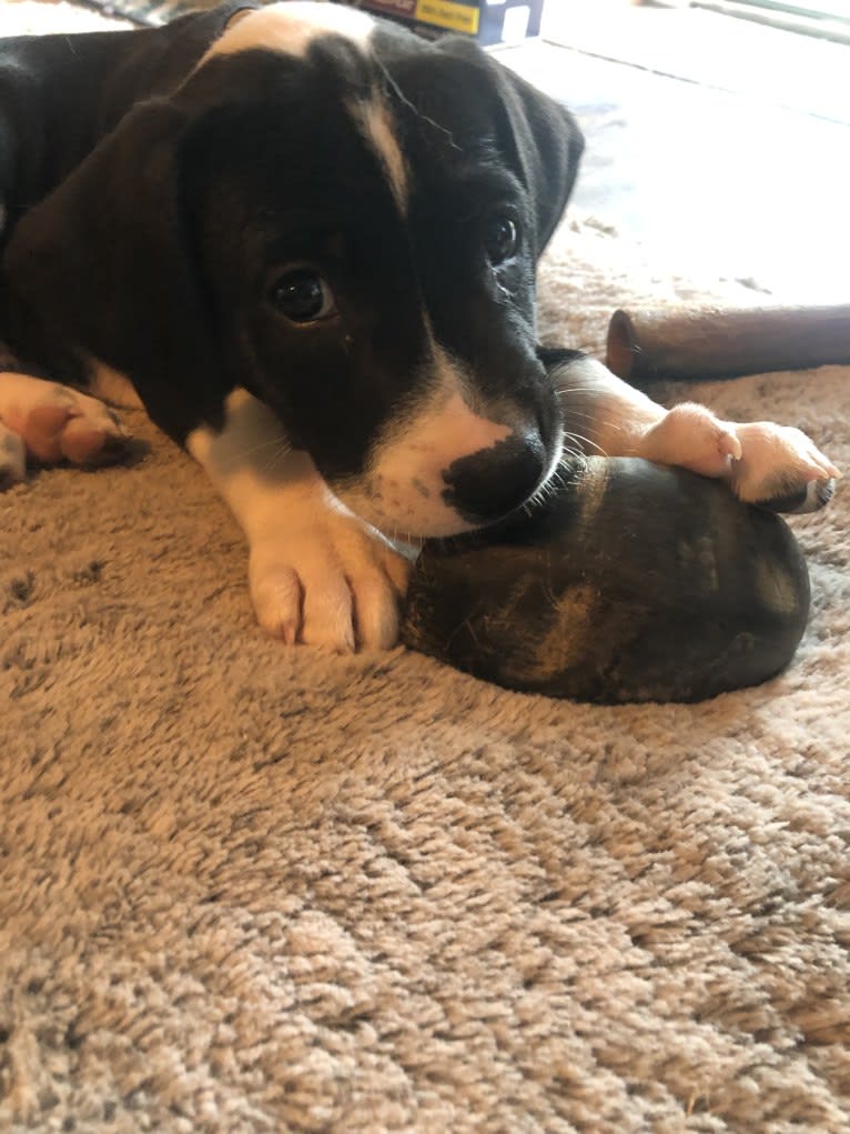 Dutch, an American Pit Bull Terrier and Australian Shepherd mix tested with EmbarkVet.com