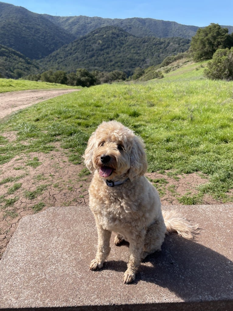 Jazzy, a Poodle (Small) and Poodle (Standard) mix tested with EmbarkVet.com