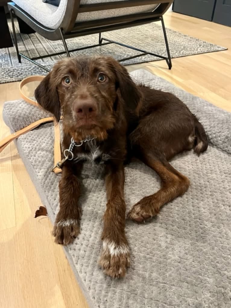 Leia, a Wirehaired Pointing Griffon and German Shepherd Dog mix tested with EmbarkVet.com