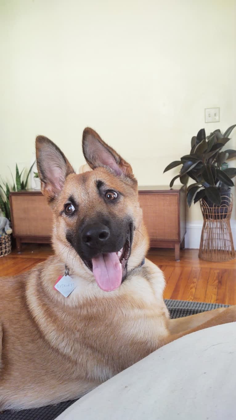 Everhett, a German Shepherd Dog and Australian Cattle Dog mix tested with EmbarkVet.com