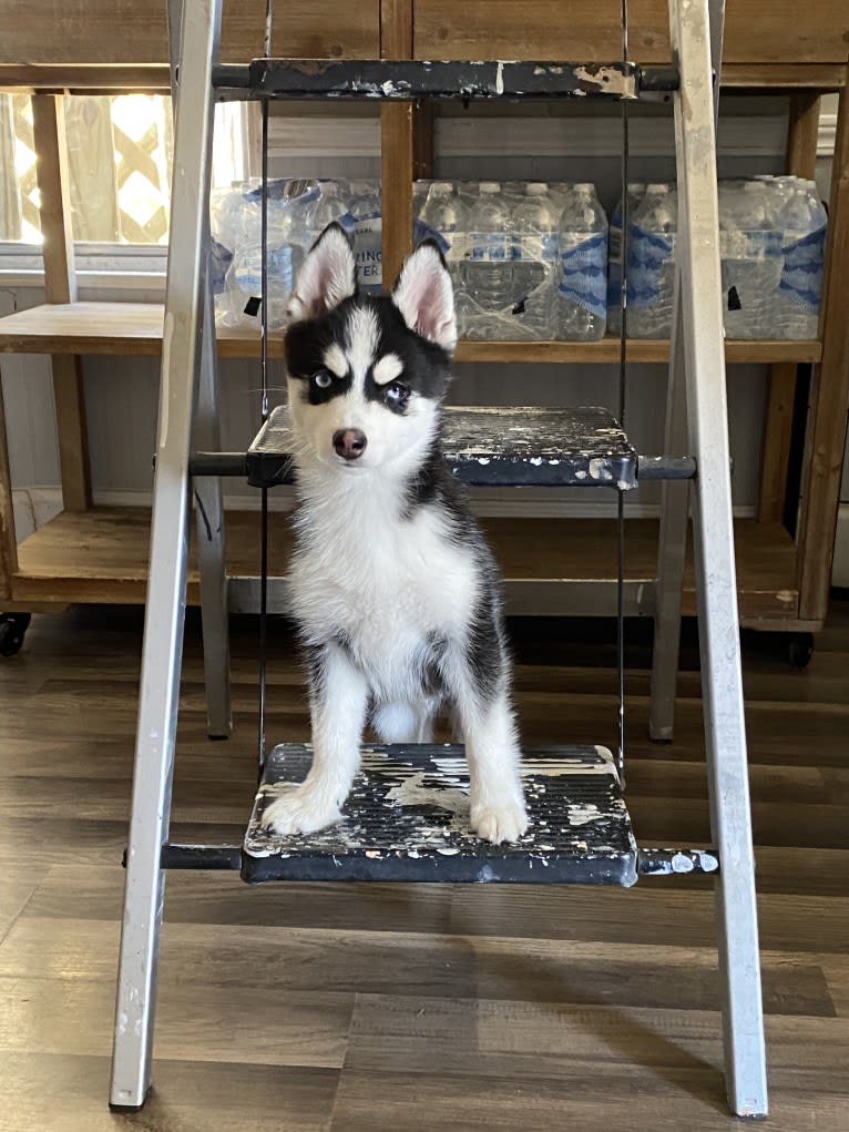 Mid, a Pomsky tested with EmbarkVet.com