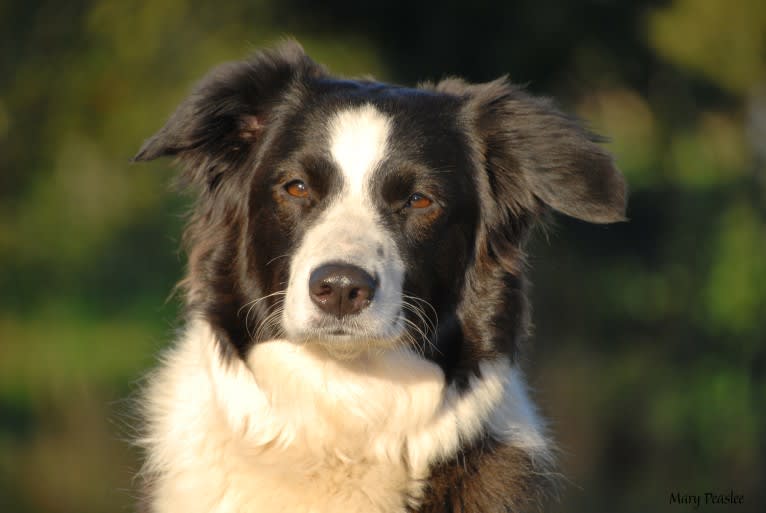 Peaslee’s Talisman, an English Shepherd tested with EmbarkVet.com