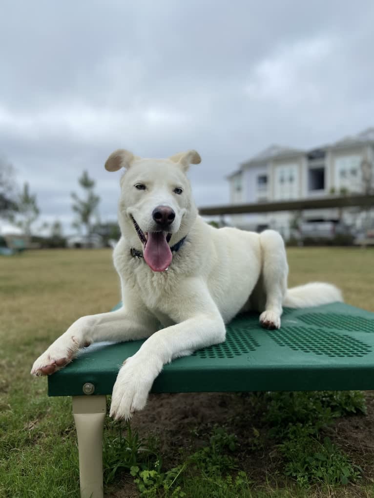 Dash, a Gerberian Shepsky (12.7% unresolved) tested with EmbarkVet.com