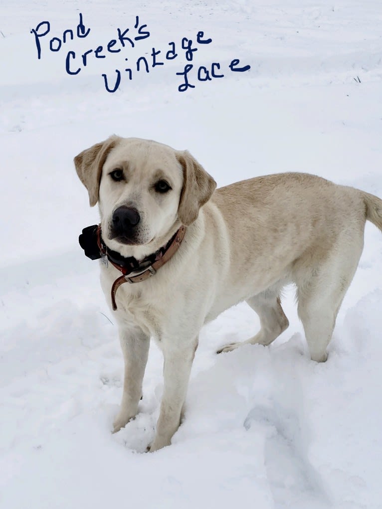 Lacey, a Labrador Retriever tested with EmbarkVet.com
