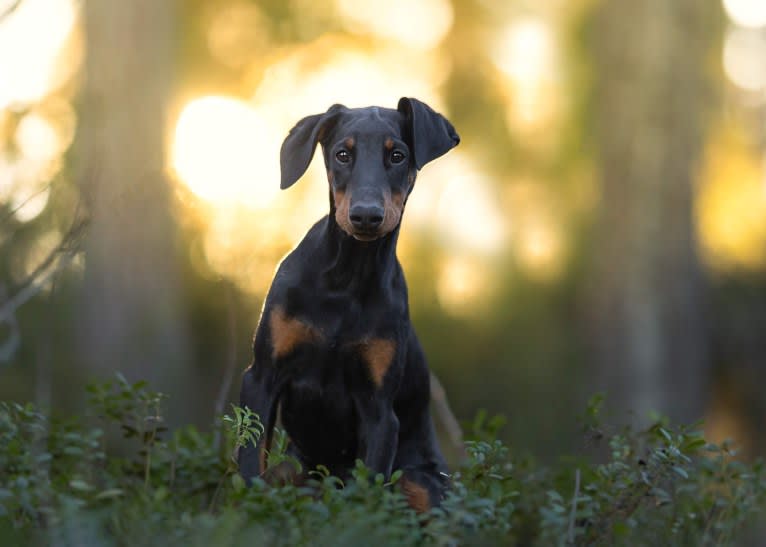 Uma, a Doberman Pinscher tested with EmbarkVet.com