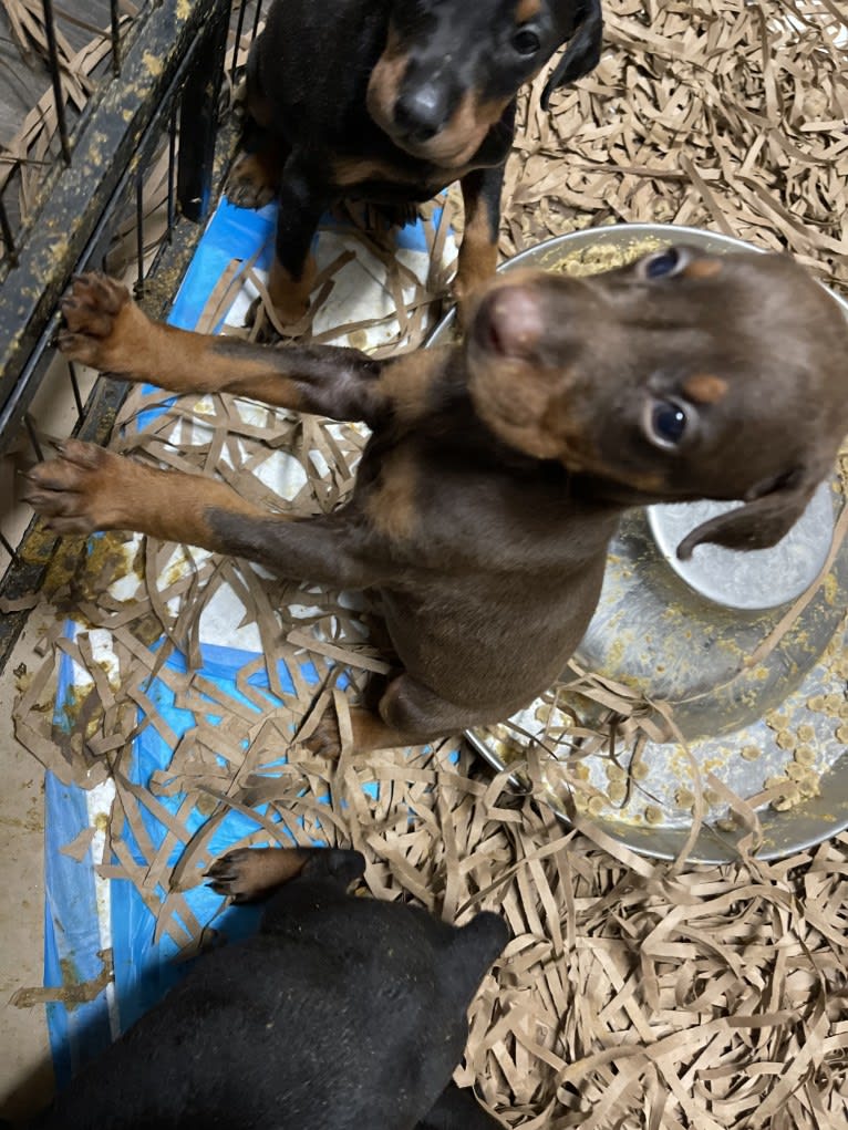 Maverick, a Doberman Pinscher tested with EmbarkVet.com