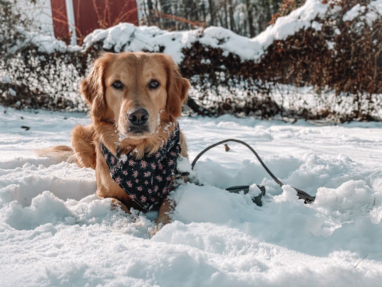 Marley, a Golden Retriever tested with EmbarkVet.com