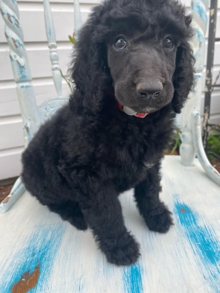 Rainah louise, a Poodle (Standard) tested with EmbarkVet.com