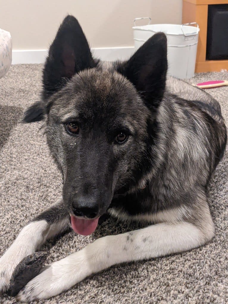 Akela, a Siberian Husky and Belgian Sheepdog mix tested with EmbarkVet.com