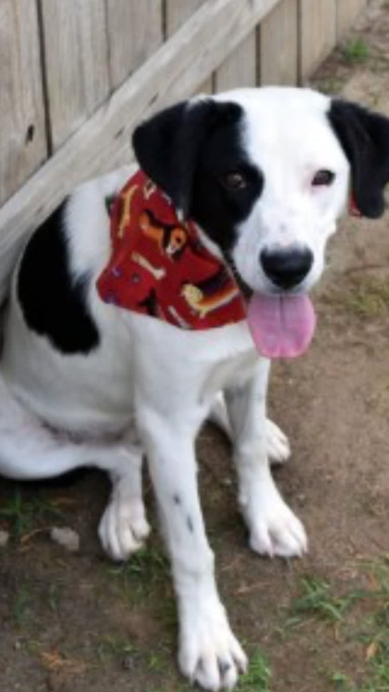 Harvey, an American Foxhound and American Bulldog mix tested with EmbarkVet.com