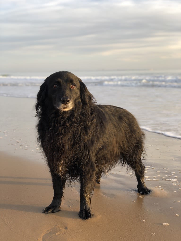 Rogue Franklin, a Golden Retriever and Border Collie mix tested with EmbarkVet.com