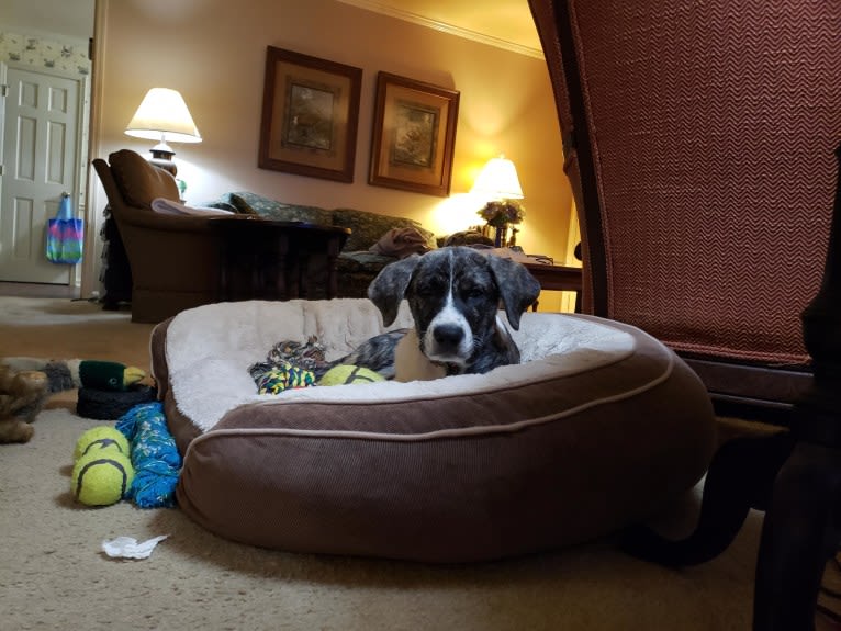 Oliver, a Great Pyrenees and American Pit Bull Terrier mix tested with EmbarkVet.com