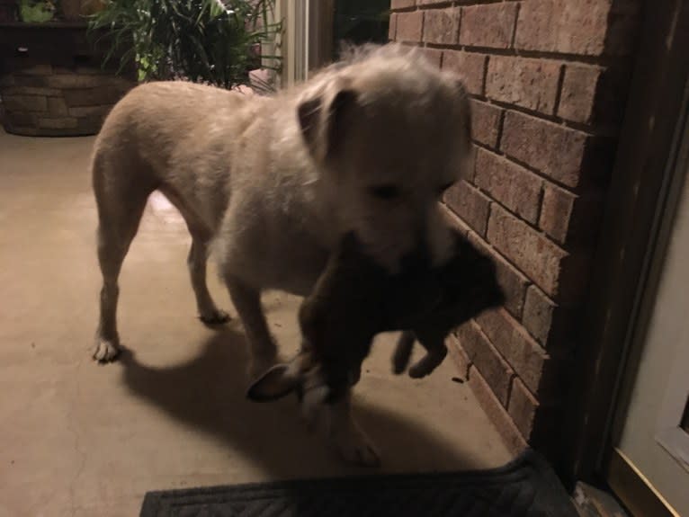 Buddy, an American Pit Bull Terrier and Shih Tzu mix tested with EmbarkVet.com