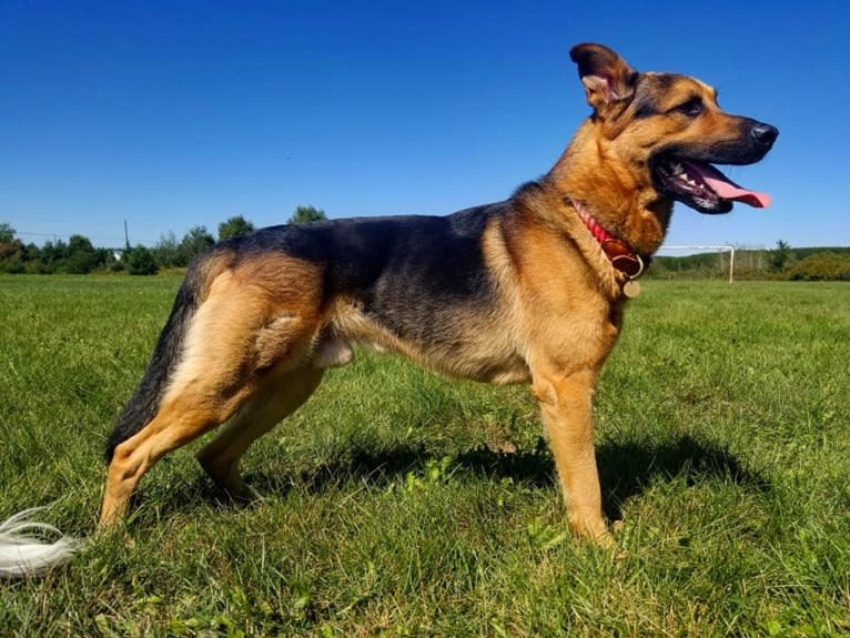 Grizzly, a German Shepherd Dog and Rottweiler mix tested with EmbarkVet.com