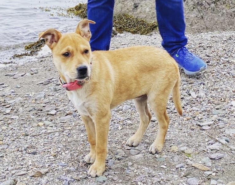 Poppy, an Australian Cattle Dog and American Pit Bull Terrier mix tested with EmbarkVet.com