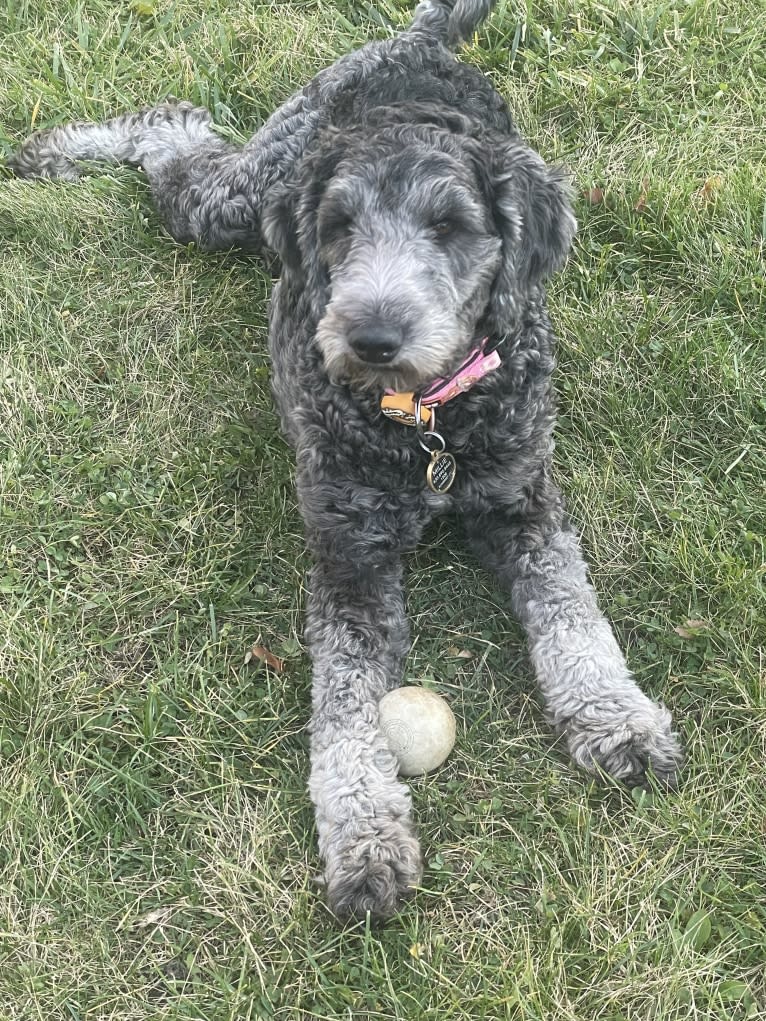 Millie, a Poodle (Standard) and Australian Shepherd mix tested with EmbarkVet.com