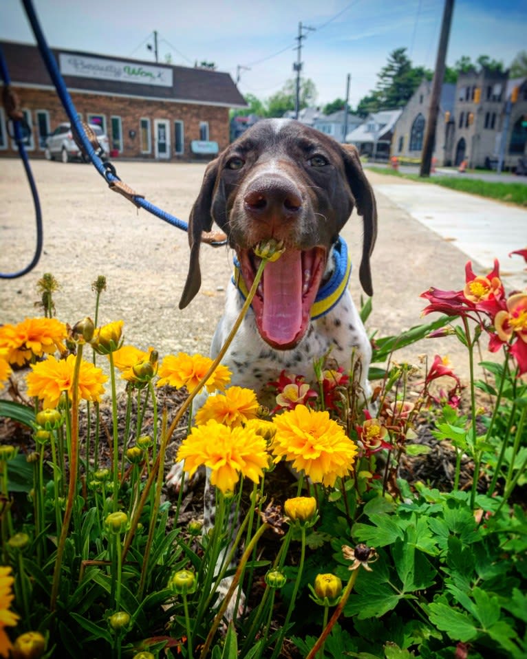 Jack, a German Shorthaired Pointer tested with EmbarkVet.com