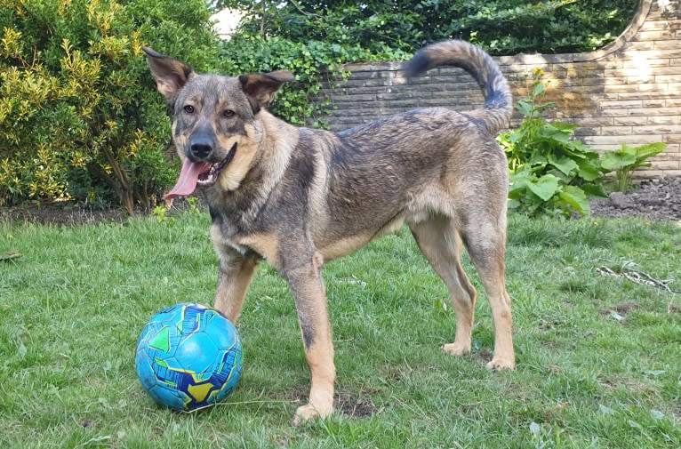 Django, an Eastern European Village Dog tested with EmbarkVet.com