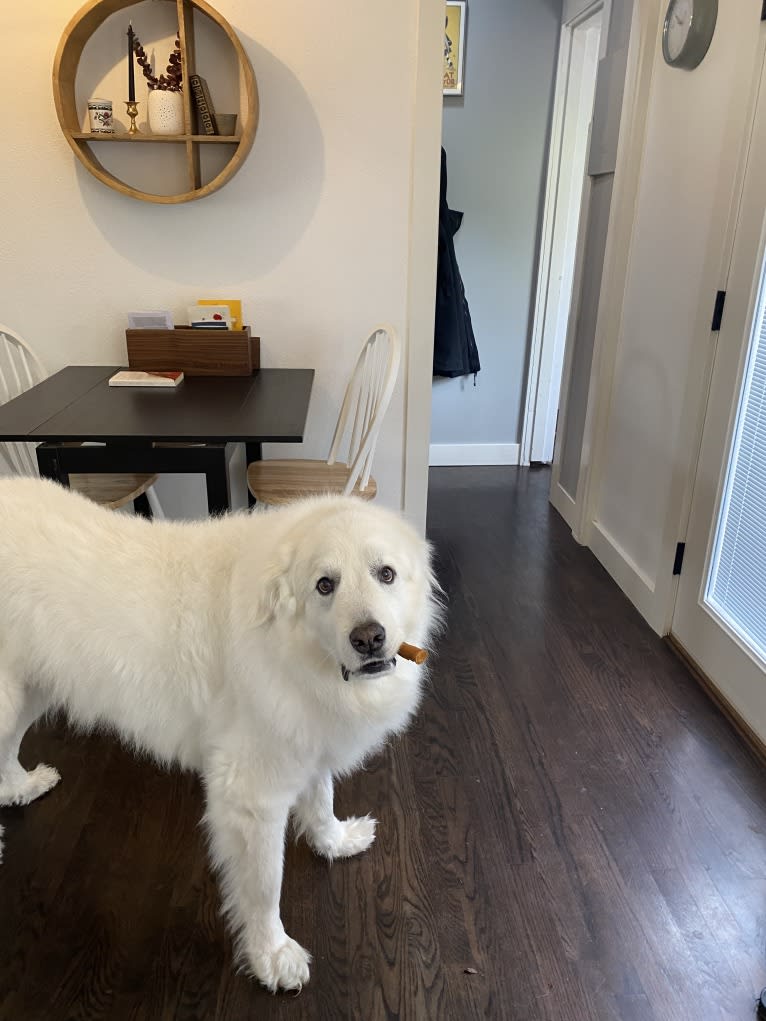 Haku, a Great Pyrenees tested with EmbarkVet.com