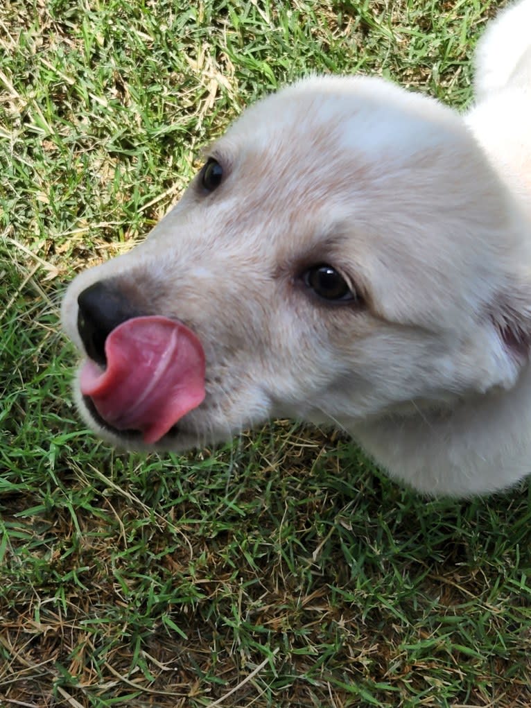 Luigi, an Australian Cattle Dog and Chihuahua mix tested with EmbarkVet.com