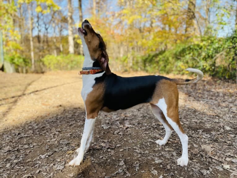 Roxy, a Treeing Walker Coonhound tested with EmbarkVet.com