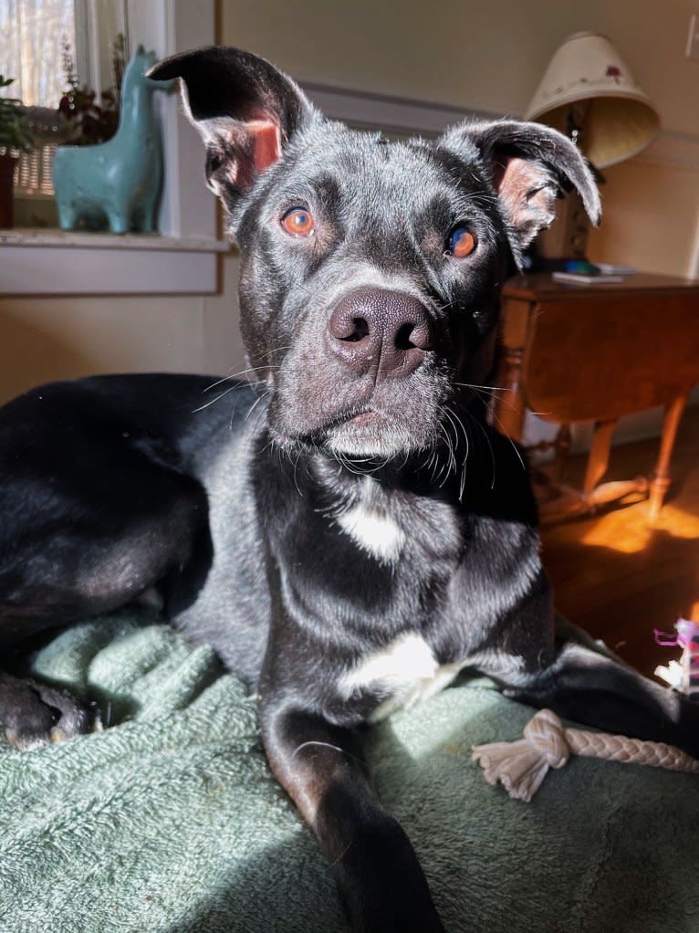 Arlo, an American Pit Bull Terrier and Chow Chow mix tested with EmbarkVet.com