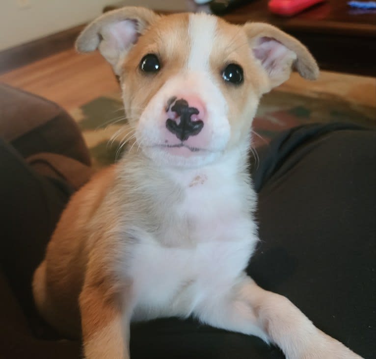 Cid, a Boxer and Australian Cattle Dog mix tested with EmbarkVet.com