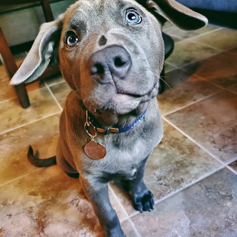 Jaxon, an American Pit Bull Terrier and Chow Chow mix tested with EmbarkVet.com