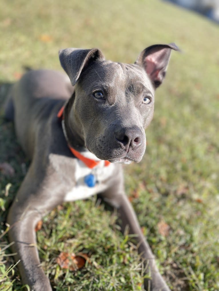 Oliver, an American Pit Bull Terrier tested with EmbarkVet.com