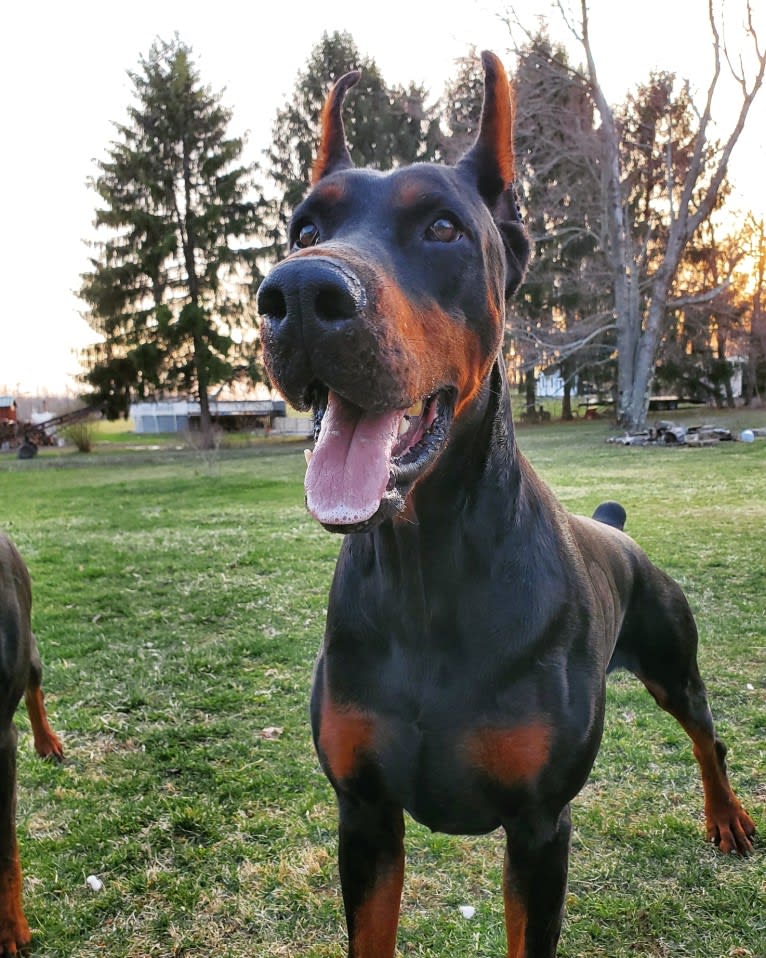 Draugr, a Doberman Pinscher tested with EmbarkVet.com