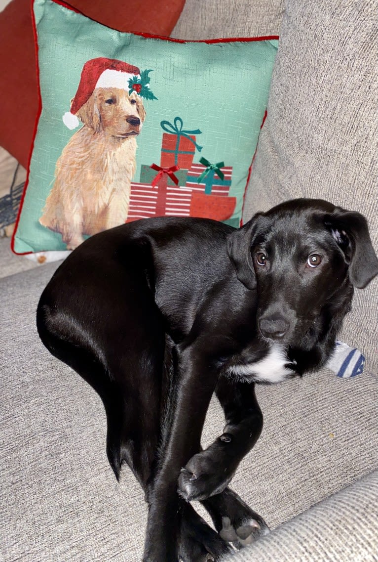 Suki, a Golden Retriever and Labrador Retriever mix tested with EmbarkVet.com