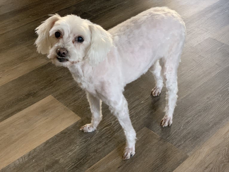 Q-Tip, a Poodle (Small) and American Eskimo Dog mix tested with EmbarkVet.com