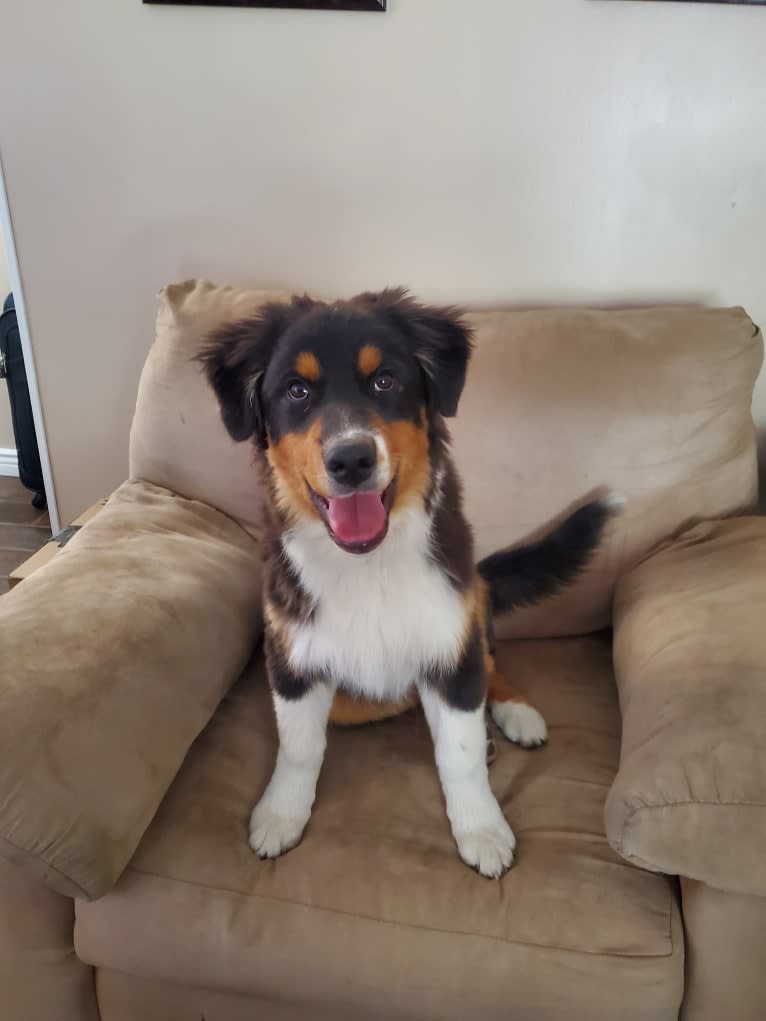 Champ Ice, an Australian Shepherd tested with EmbarkVet.com