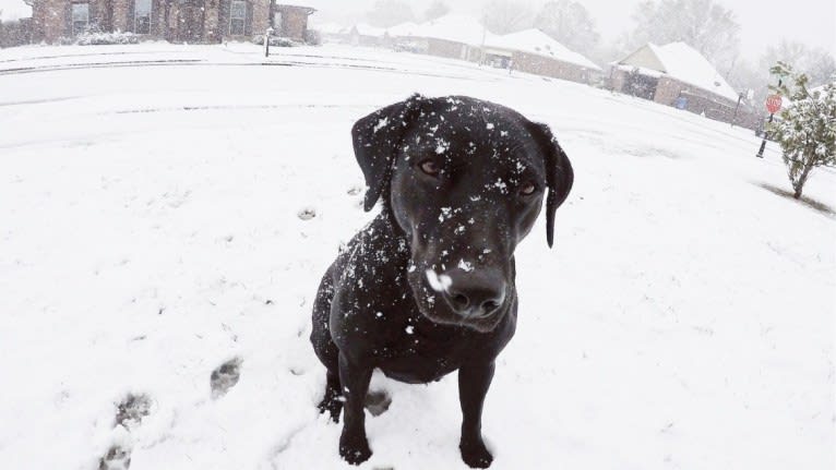 Tia, a Labrador Retriever tested with EmbarkVet.com