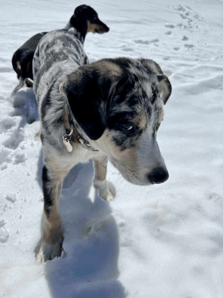 IronEye Pancho, a Border Collie and Catahoula Leopard Dog mix tested with EmbarkVet.com