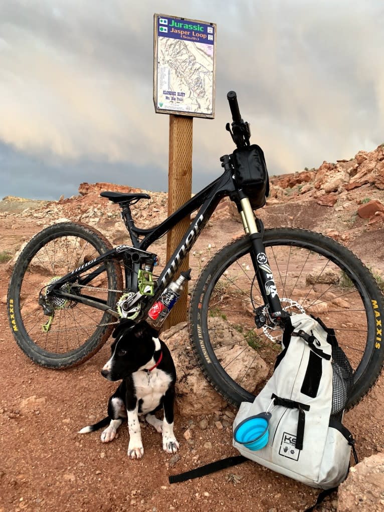 Rufus, an American Staffordshire Terrier and Australian Cattle Dog mix tested with EmbarkVet.com