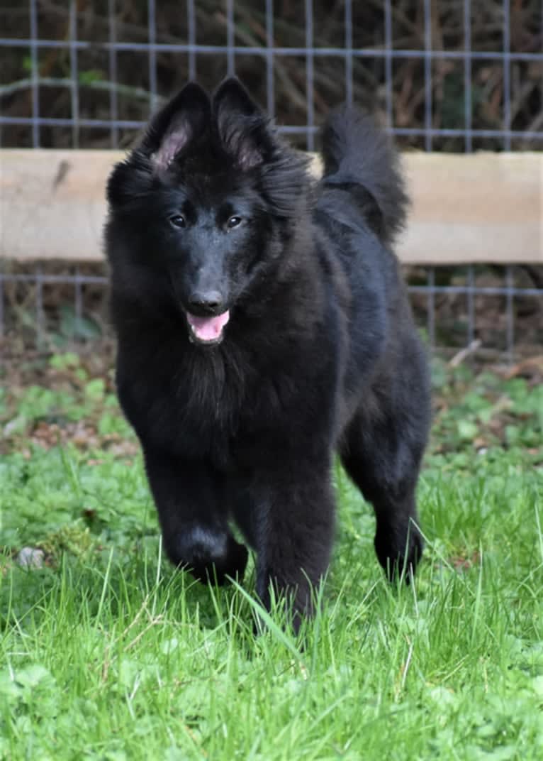 Vivi, a Belgian Shepherd tested with EmbarkVet.com