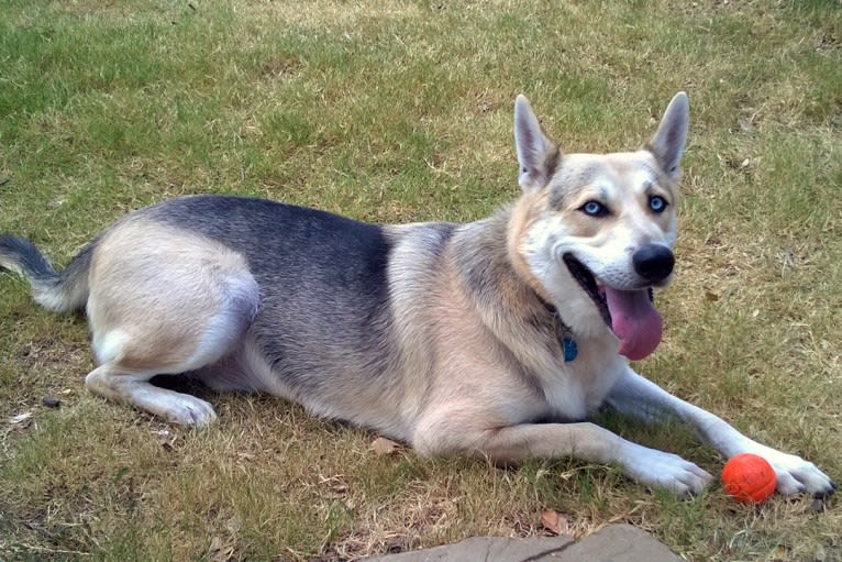Skye, a Siberian Husky and German Shepherd Dog mix tested with EmbarkVet.com