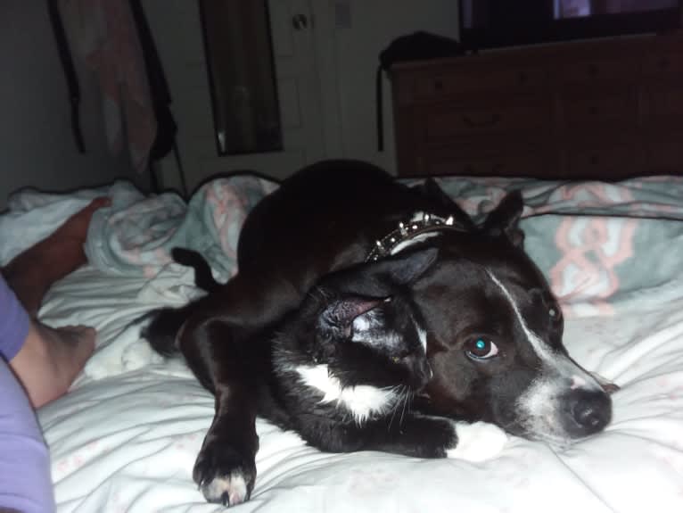 Sasha, a Staffordshire Bull Terrier tested with EmbarkVet.com