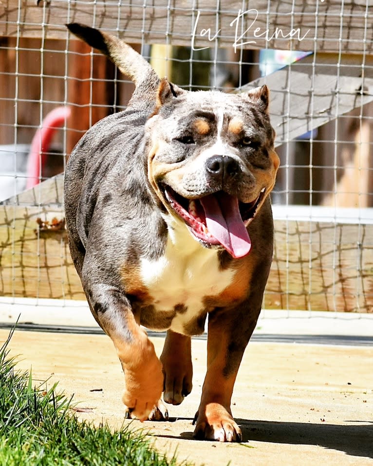 Rain, an American Bully tested with EmbarkVet.com